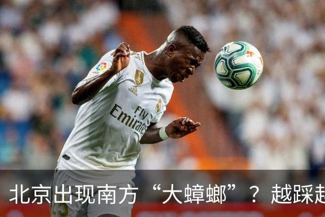 北京出现南方“大蟑螂”？越踩越多？七问疾控专家
